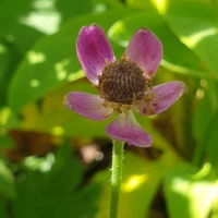 Anemone multifida 'Rubra'